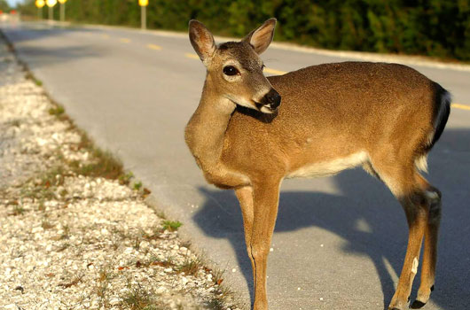 Florida Key Deer