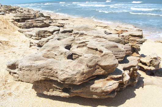 Coquina Steine am Strand von Washington Oaks Gardens State Park. Foto: Wikipedia