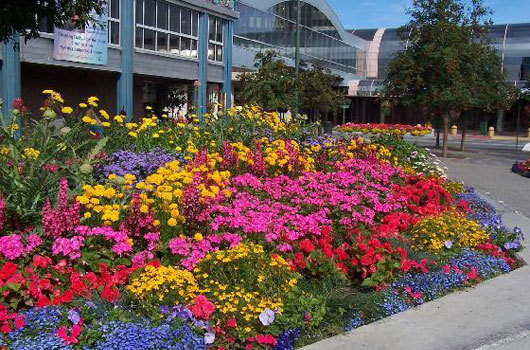 August Flowers in Downtown Anchorage.