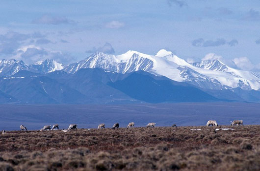 Caribou and Brooks Range, Alaska Far North