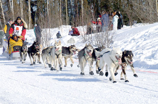 Iditarod Schlittenhunderennen