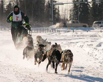 Dogsled racing Alaska