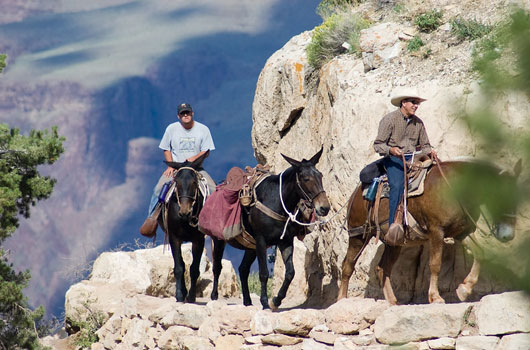 Maultier Reiten am Grand Canyon