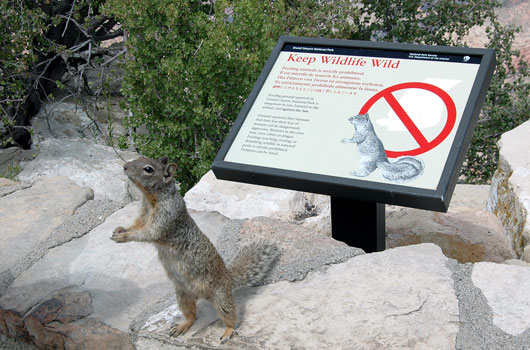 Steinhörnchen im Grand Canyon