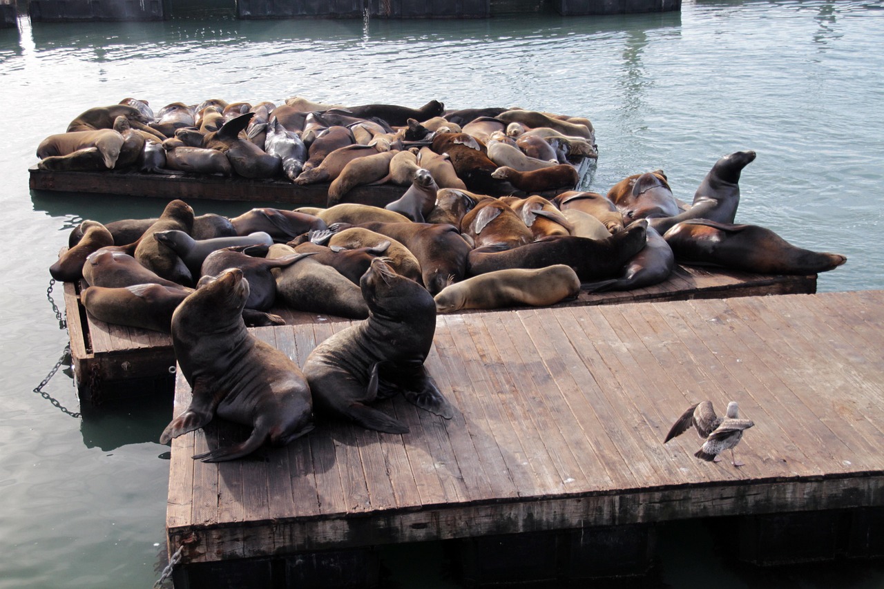 Die Seelöwen an Pier 39: San Franciscos lauteste Einheimische