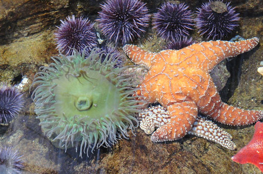 Cabrillo Marine Aquarium