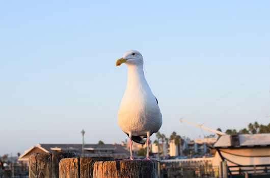 Redondo Beach