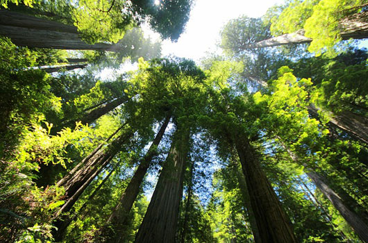 Redwoods National Park