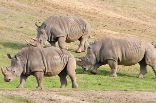 San Diego Zoo Safari Park