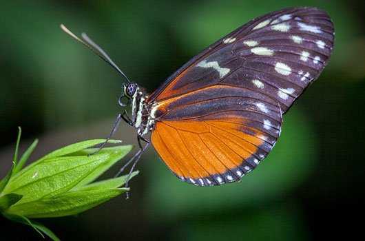 Butterfly Conservatory