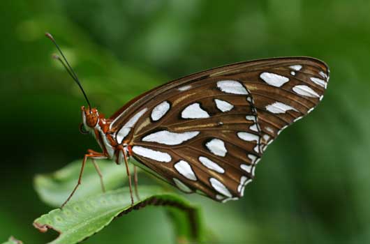 Butterfly World in Fort Lauderdale