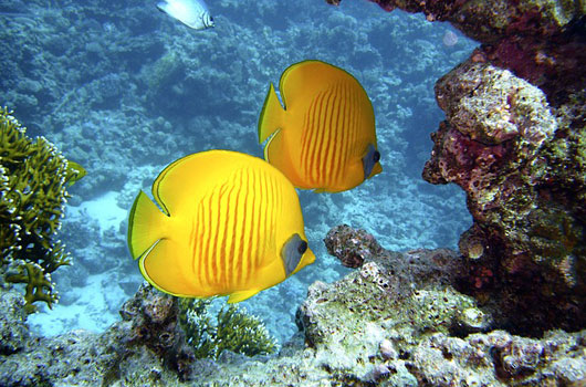 Reef Relief Key West