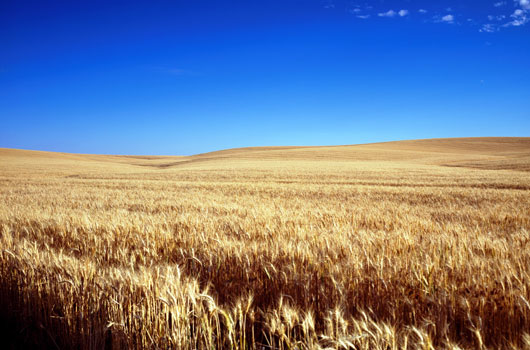 Kornfeld in Kansas