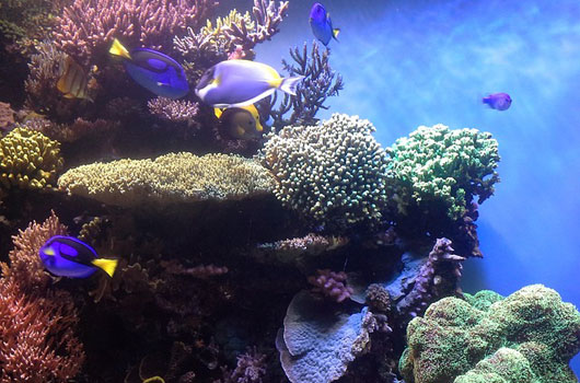 Monterey Bay Aquarium. Bild von michelejennae auf Pixabay