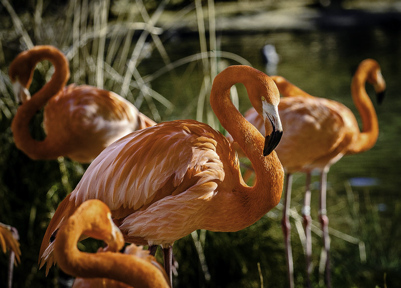 Flamingos im Zoo von Sacramento. Bild: Ron Lute, flickr